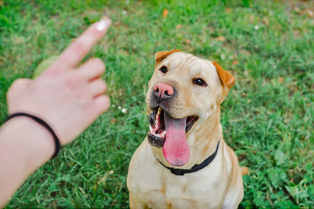 Séance individuelle d'éducation canine | Justine Garrigie éducateur canin | Can'Idéal