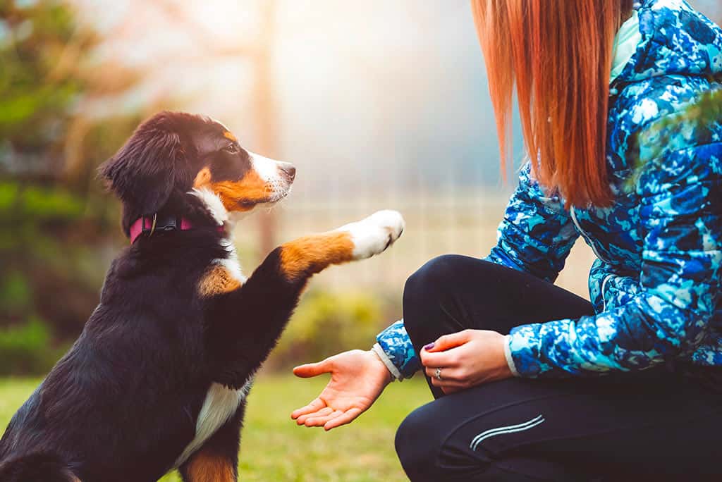 Éducation du chiot avec votre éducateur canin | Can'Idéal