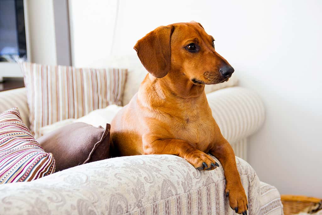 Pension canine familiale Perpignan, accueil à domicile | Can'Idéal