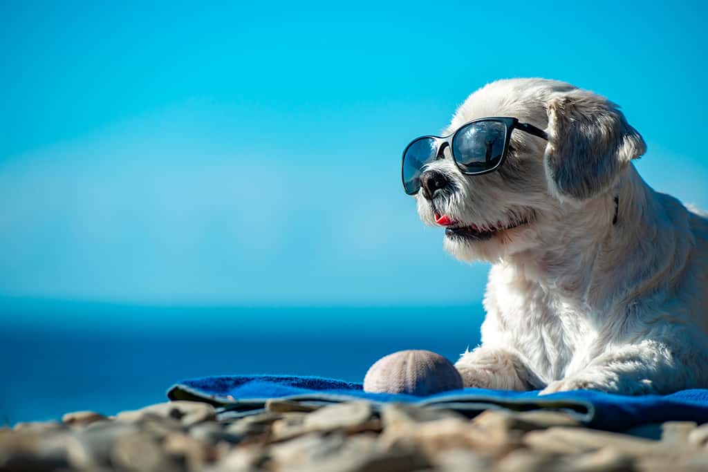 Pension canine Perpignan, les vacances de votre chien | Can'Idéal